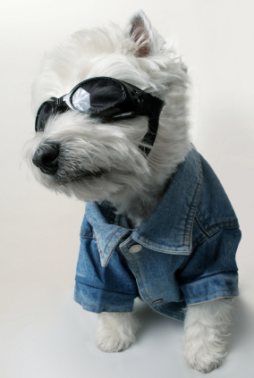 daytrading cool dog